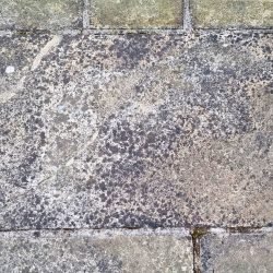 Black Spot removal essex before